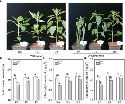 Potassium application enhances drought tolerance in sesame by mitigating oxidative damage and regulating osmotic adjustment